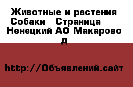 Животные и растения Собаки - Страница 17 . Ненецкий АО,Макарово д.